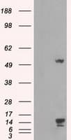 TMEM100 Antibody (clone OTI1F8)