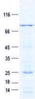 Human CPEB1 / CPEB Protein (Recombinant GST, N-terminus + His, C-terminus)