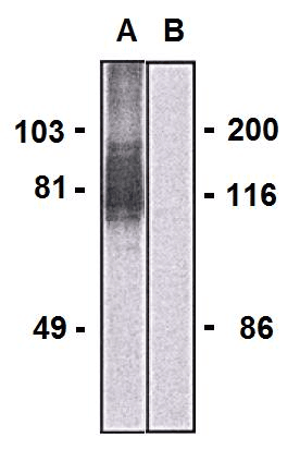 Monoclonal Mouse anti-Human LARGE Antibody (clone LARGE-02, WB)
