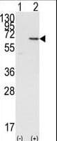 DOK1 Antibody (aa9-39)