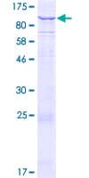 Human KIAA1161 Protein (Recombinant GST)
