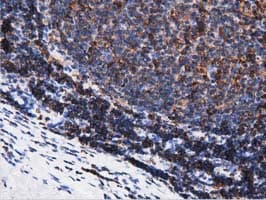 ARHGAP25 Antibody (clone OTI2D5, Carrier-free)