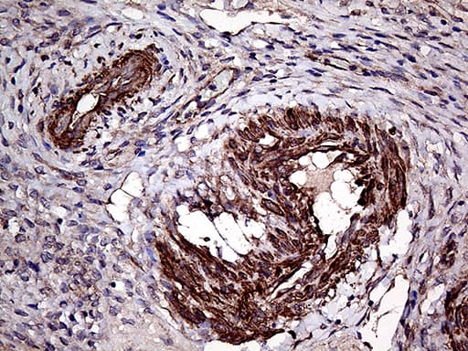 TYW2 / TRMT12 Antibody (clone OTI3C10, Carrier-free)