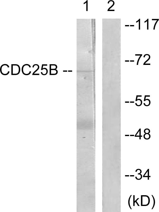 CDC25B Antibody (p353)