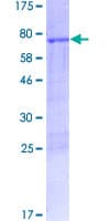 Human DOC2B Protein (Recombinant GST)