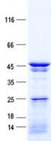 Human NCF1 / p47phox / p47 phox Protein (Recombinant His, N-Terminal)