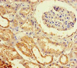 ECEL1 Antibody