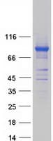 Human POLR3E / SIN Protein (Recombinant Myc-DDK (Flag))