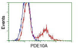 PDE10A Antibody (clone OTI3G9)