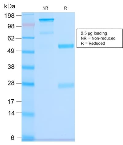 PathPlus™ CD63 Antibody (clone LAMP3/2990R)