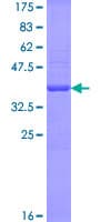 Human GHRL / Ghrelin Preproprotein (Recombinant GST)