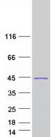 Human SGOL1 / Shugoshin Protein (Recombinant Myc-DDK (Flag))
