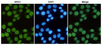 SMARCA4 / BRG1 Antibody