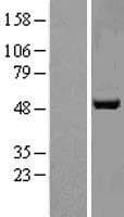 APMAP / C20orf3 Protein (Over-Expression Lysate Myc-DDK (Flag))