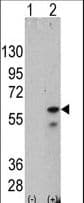 PINK1 Antibody (clone 38CT18.7)