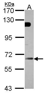 GBP5 Antibody (aa1-213)