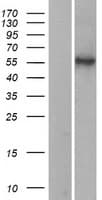 Human HYAL2 Protein (Over-Expression Lysate Myc-DDK (Flag))