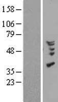 CCL18 / PARC Protein (Over-Expression Lysate Myc-DDK (Flag))