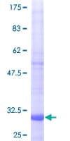 Human NDUFA1 Protein (Recombinant GST)