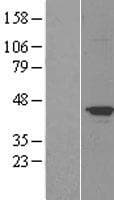 Human MAPT / Tau Protein (Over-Expression Lysate Myc-DDK (Flag))