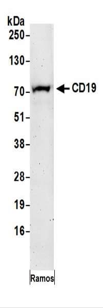 CD19 Antibody (aa506-556)
