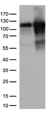 TRIM28 / KAP1 Antibody (clone OTI9F4, Carrier-free)