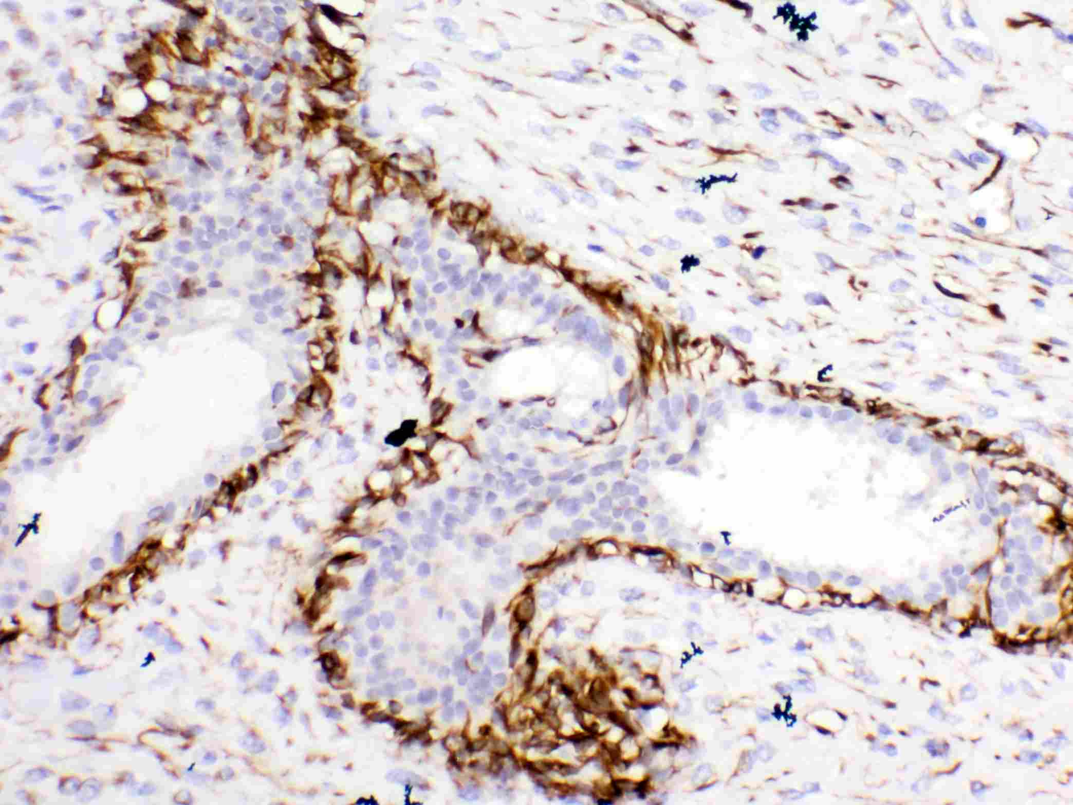 BCL2L1 / BCL-XL Antibody