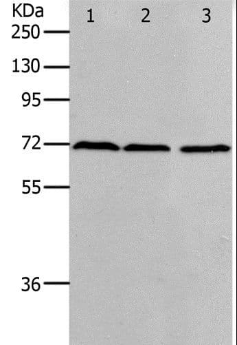 PRMT5 Antibody
