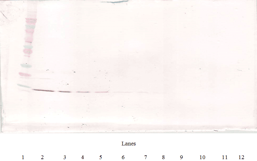 Monoclonal Mouse anti-Human IL4 Antibody (WB)