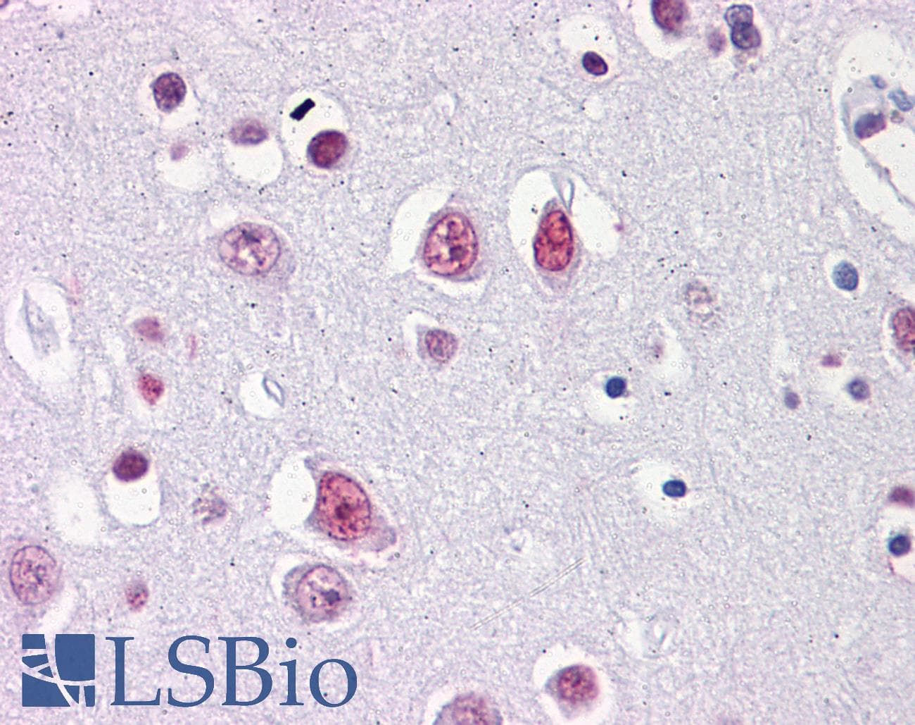 IHC-plus™ EMX2 Antibody (clone 4F7)