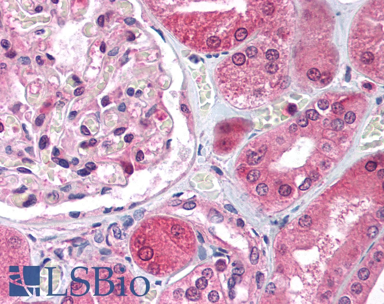 E2F3 Antibody (C-Terminus)