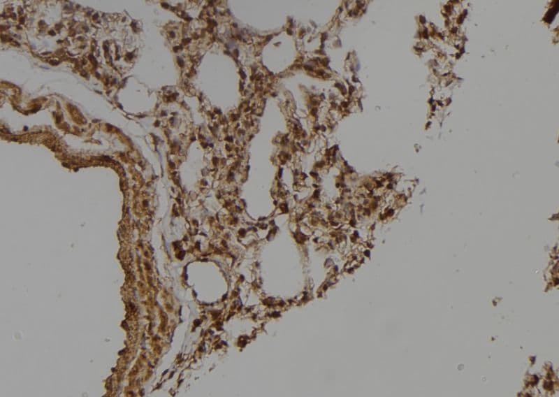 UBQLN3 Antibody