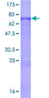 Human OSGIN1 Protein (Recombinant GST)