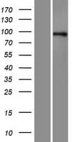 AXIN1 / Axin-1 Protein (Over-Expression Lysate Myc-DDK (Flag))
