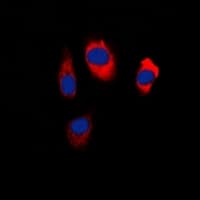 SIPR2 / S1P2 / EDG5 Antibody (C-Terminus)
