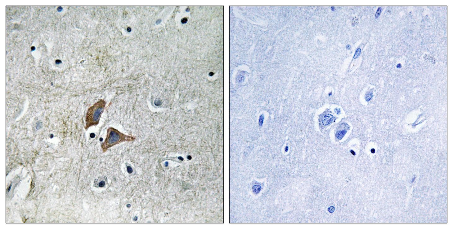 OMG / OMGP Antibody