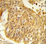 Polyclonal Rabbit anti-Human EEFSEC / EFSEC Antibody (aa541-568, IHC, WB)
