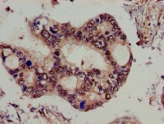 SPG21 / MAST Antibody
