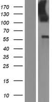 LMO7 Protein (Over-Expression Lysate Myc-DDK (Flag))