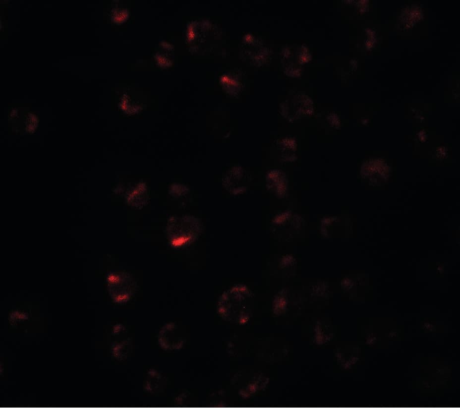 CLEC2A Antibody