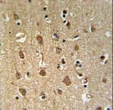 ENPP6 Antibody (aa170-197)