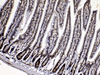 PPIA / Cyclophilin A Antibody