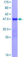 Human HEM45 / ISG20 Protein (Recombinant GST)