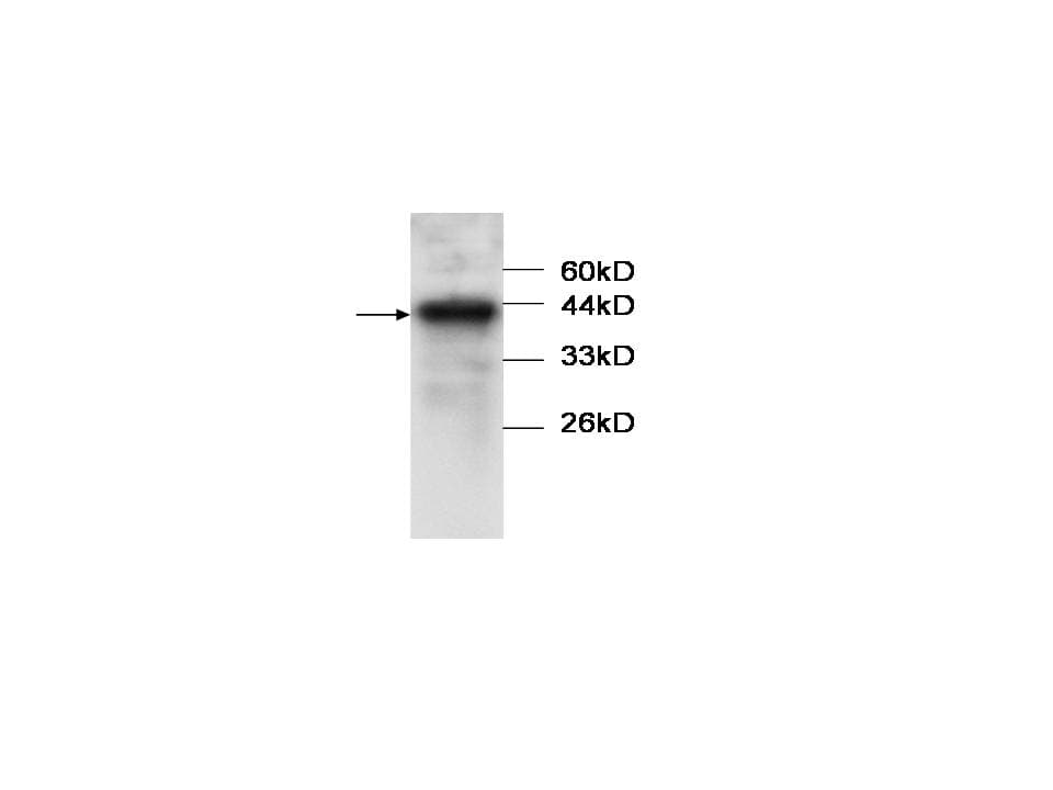 ANXA1 / Annexin A1 Antibody