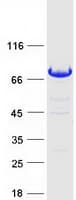 Human MGRN1 Protein (Recombinant Myc-DDK (Flag))