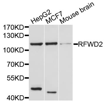 Polyclonal Rabbit anti-Human RFWD2 / COP1 Antibody (WB)
