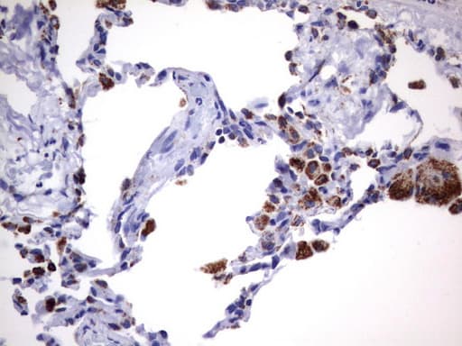 HADH Antibody (aa57-314, clone UMAB151, Carrier-free)
