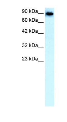 SLC4A1 / Band 3 / AE1 Antibody (aa184-233)