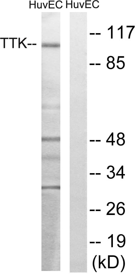 Polyclonal Rabbit anti-Human MPS1 / TTK Antibody (aa642-691, IHC, WB)