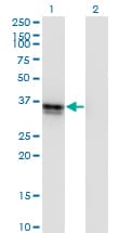 Monoclonal Mouse anti-Human SFRP-3 / FRZB Antibody (clone 4F7, WB)